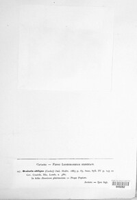 Ramularia obliqua image